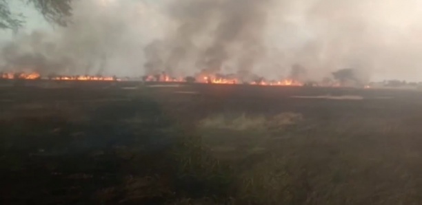 Podor : Plusieurs hectares ravagés par un feu de brousse à Thiangaye