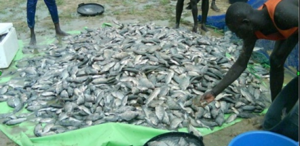 Aquaculture / Déficit de ressources : La coopération belge appuie le Sénégal