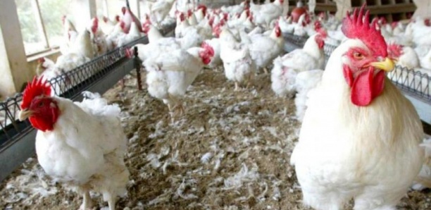 Ndiakhirate : Très remontés, les habitants exigent de la SEDIMA la délocalisation de sa ferme avicole