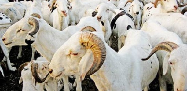 BESOINS DU MARCHÉ NATIONAL EN MOUTONS DE TABASKI : 810 000 têtes dont 260 000 pour la région de Dakar
