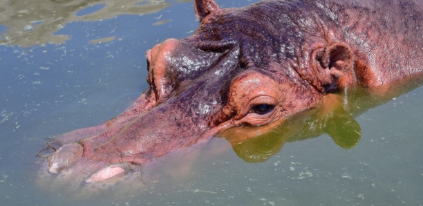 Tomboronko : un jeune garçon mordu par un hippopotame