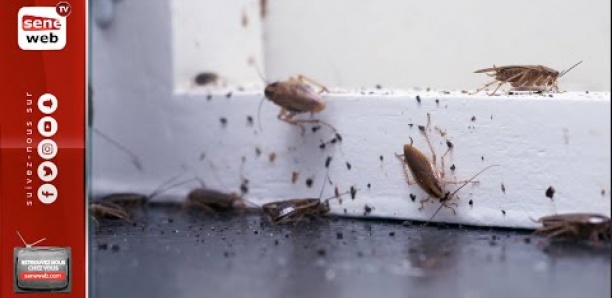 Voulez-vous vous séparer des cafards? Voici ce qu'il faut faire