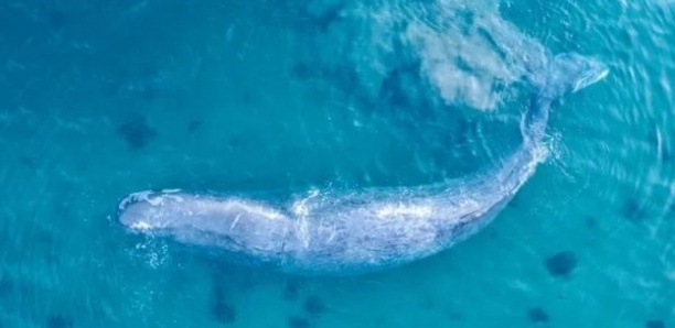 Un drone filme le sauvetage d'un cachalot de 50 tonnes près des côtes écossaises