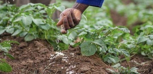 Rompre la faim importée : le Sénégal face à l’urgence de sa souveraineté alimentaire