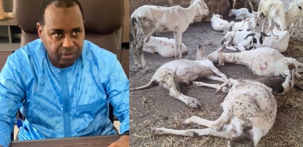 Moutons Tabaski morts à Bignona : le promoteur de la DER réagit