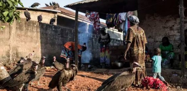 Guinée-Bissau : Mystère autour de la mort de plus de 200 vautours