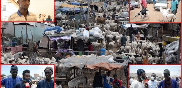 Préparatifs de la Tabaski: Les moutons intouchables à Dakar, les clients encore "confinés"