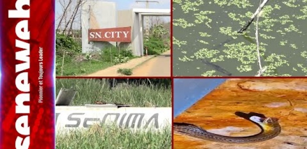 Entre mouches et eaux stagnantes : Le calvaire des habitants de SN City