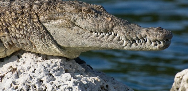 Costa Rica : une femelle crocodile "tombe enceinte" toute seule après 16 ans de captivité