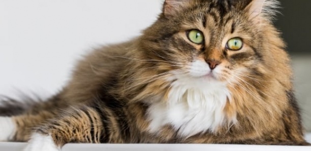 Insolite : La vidéo d’une chatte qui "aboie" devient virale sur Tik Tok