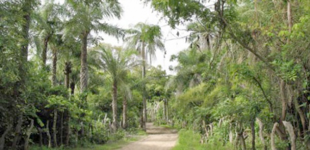 Journée mondiale de l'environnement : Une première micro-forêt de 1300 arbres nichée à Ouakam