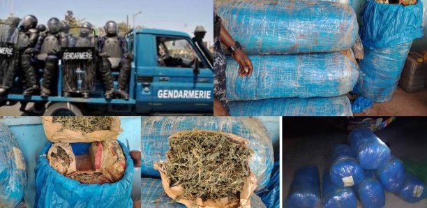 Plage de Hann : 206 kg de "yamba" saisis par la gendarmerie
