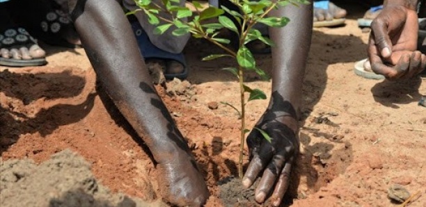 Reboisement : 1300 plants reboisés dans la commune de Thiadiaye
