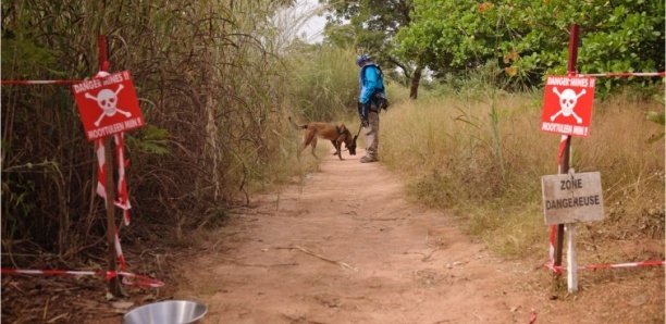 Casamance : 1,2 million de m2 de terres prisonnières des mines