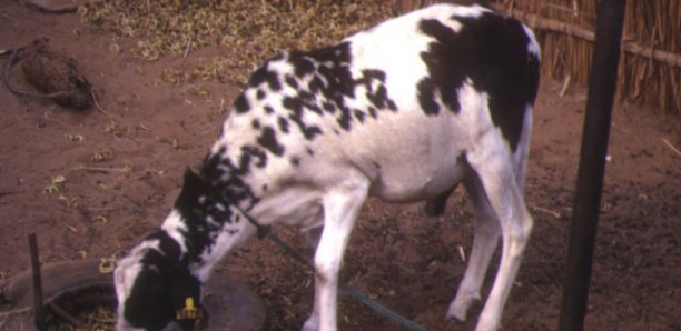 Escroquerie :  De la peau collée sur les plaies d'un mouton pour cacher sa maladie