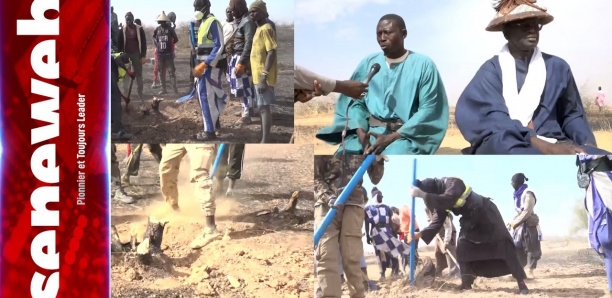 Défrichage des champs de Cheikh Bassirou Abdou Khadr: Immersion dans les travaux des Baye Faal