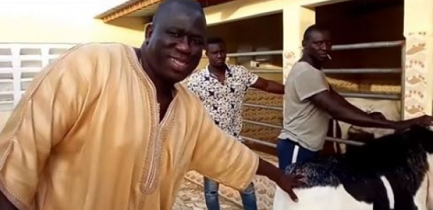 Reconversion : Le Roi Yékini devient grand fournisseur de moutons ladoum