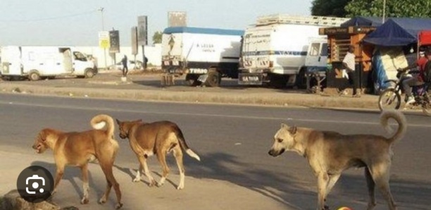 Bignona : 25 chiens errants abattus
