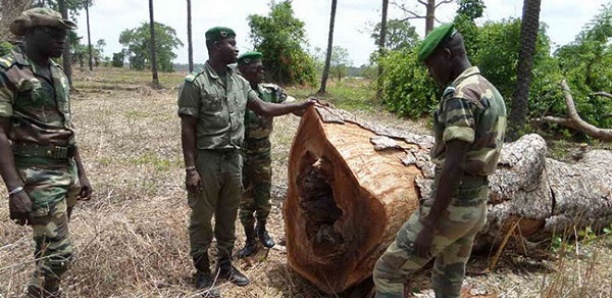 Trafic illicite de bois : La solution de Macky Sall