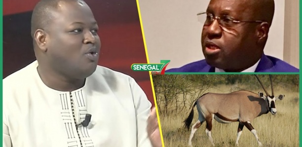 Pr Ngouda Mboup sur les Gazelles Oryx: "Ministre Bi Limou Def C'est Une Faute Grave.."