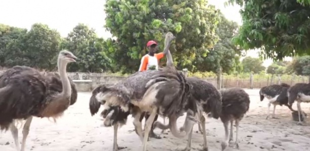 L'élevage d'autruches au Sénégal, une activité lucrative