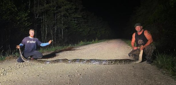 USA: un python de presque 6 mètres de long capturé en Floride
