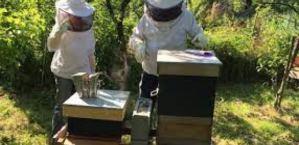 Promotion de l'apiculture à Sedhiou : La préservation de la forêt, une exigence