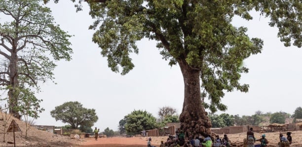 Journée internationale de l'arbre : Planter des caïlcédrats en réponse à l'agression des forêts casamançaises (Eaux et Forêts)
