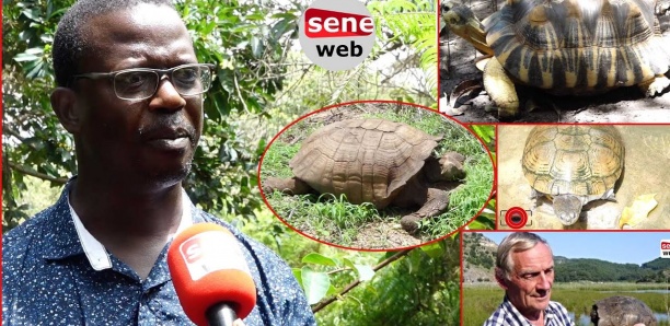 Covid-19 : La plus vieille tortue d'Afrique de l'Ouest et 349 autres menacées