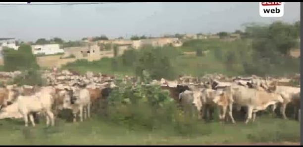 Magal Touba 2022 : L'arrivée des bœufs de Serigne Saliou Thioune