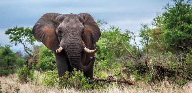 Mort mystérieuse de plus de 150 éléphants au Botswana