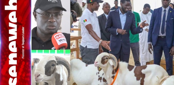 Entretien Exclusif avec le vendeur du mouton de Diomaye...: des confidences croustillantes...