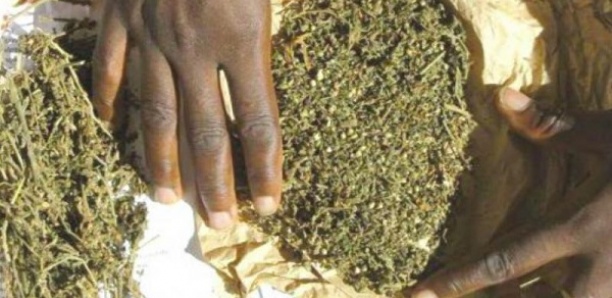 Mbour : Le dealer de 60 ans cachait le yamba sous son caleçon