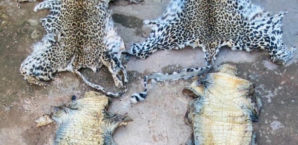 Tamba : Un trafiquant de viande de crocodile et de peaux de léopard envoyé en prison
