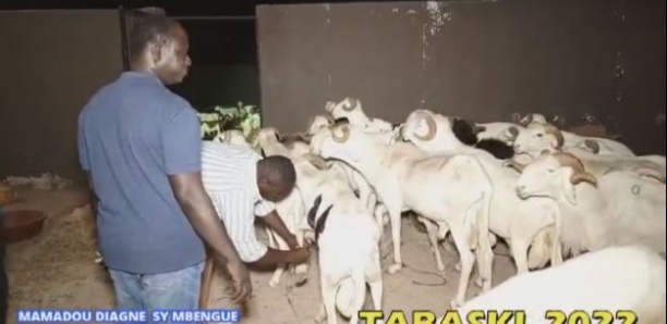 Tabaski 2022: Diagne Sy Mbengue renoue avec la tradition et distribue des moutons aux nécessiteux