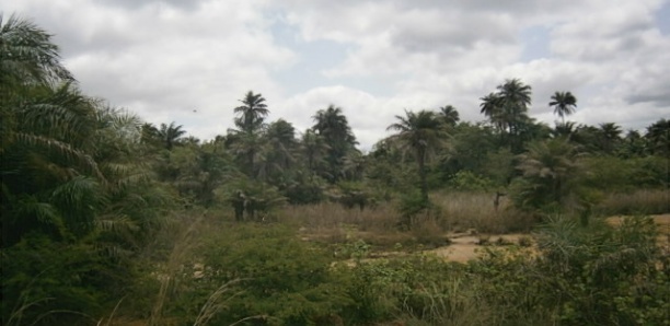 Ziguinchor: Les femmes du bois sacré en confinement pour…