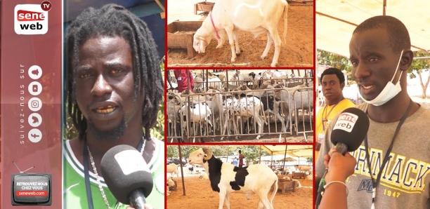[Vidéo] Laadoum, Azawat, Peul-peul… : Tout sur les moutons pour la Tabaski
