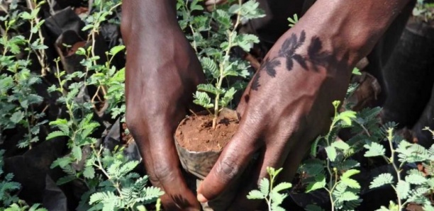 La commune de Thiadiaye veut planter 3000 arbres