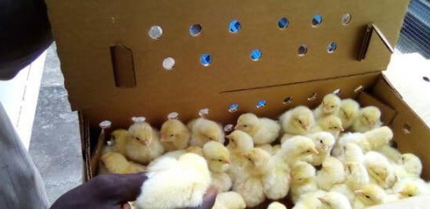 En attendant le Ramadan, les aviculteurs se ruent chez les vendeurs de poussins