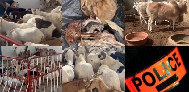 Saisie de 54 animaux volés : 8 malfaiteurs arrêtés par la police de Saint-Louis