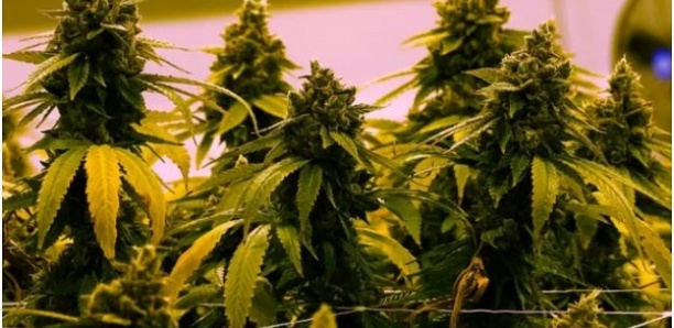 Plus de 2.000 plants de cannabis découverts à Machelen