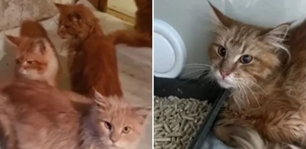 Une éleveuse retrouvée morte dévorée par ses chats