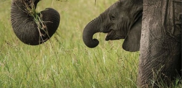 Parc Niokolo-Koba : Les éléphants sont de retour !