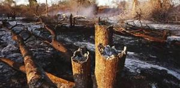 Ranch de Dolly : Un feu  de brousse ravage plus de 500 hectares (service des Eaux et forêts)