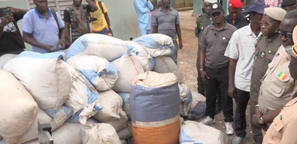 Opérations de lutte contre la drogue : 4.000 tonnes saisies par les forces armées et les forces de sécurité à Ziguinchor