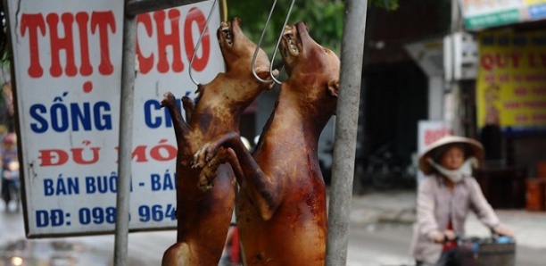 Pendus, assommés, noyés: le commerce de la viande de chien reste juteux au Cambodge