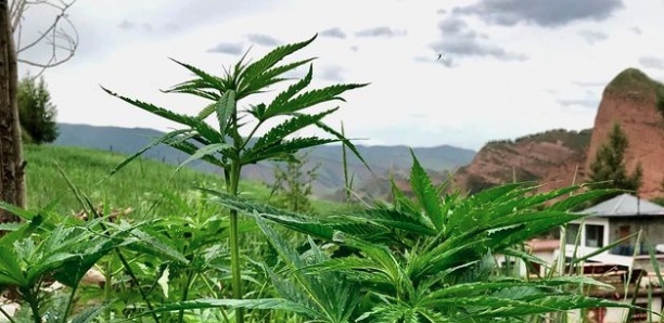 Le cannabis, une des premières plantes cultivées par l'Homme