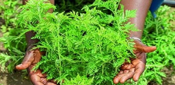 Covid-19 : Des Sénégalais exportent de l’artemisia jusqu’aux aux États-Unis pour...