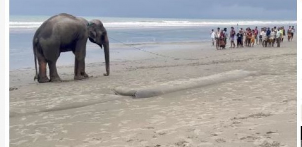 Deux éléphants sauvés après quatre jours de calvaire sur une plage au Bangladesh
