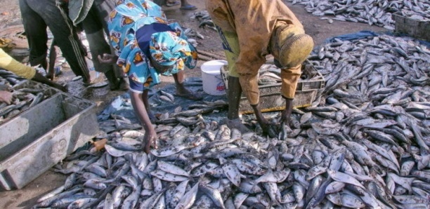 Licences de pêche : Le Sénégal recule…